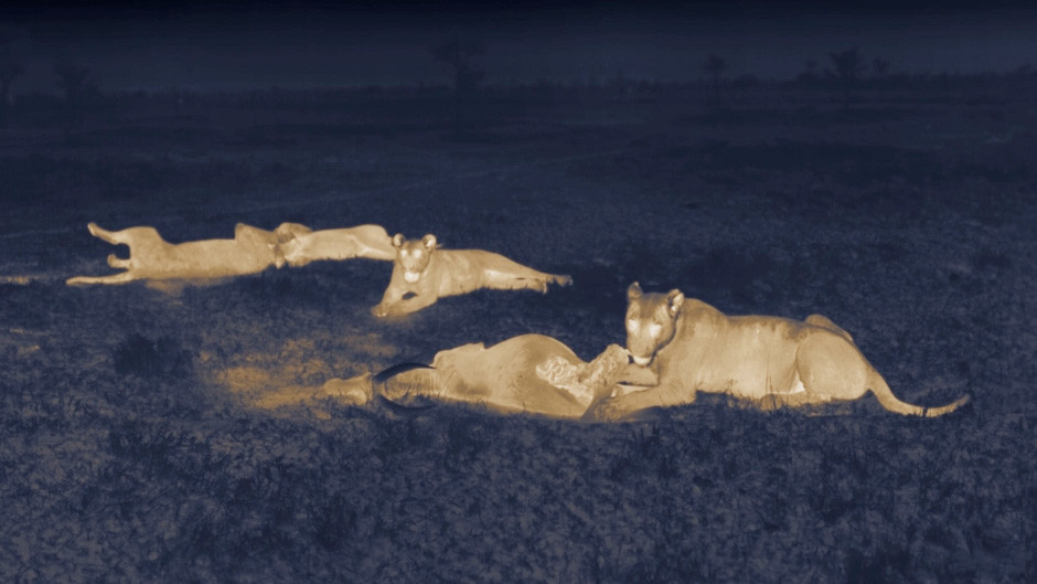 low light image of lions - from Nat. Geo.