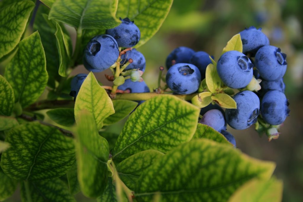 blueberries on the vine
Photo by Élisabeth Joly on Unsplash
